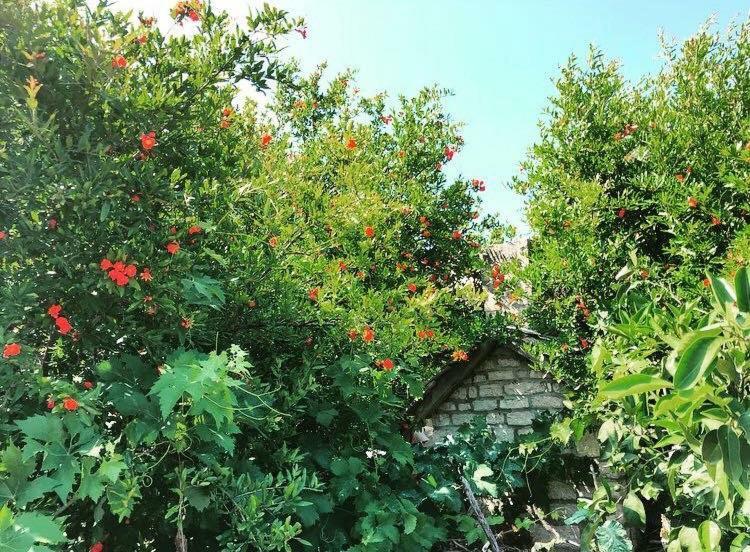 Faros Oasis Lägenhet Gdinj Exteriör bild